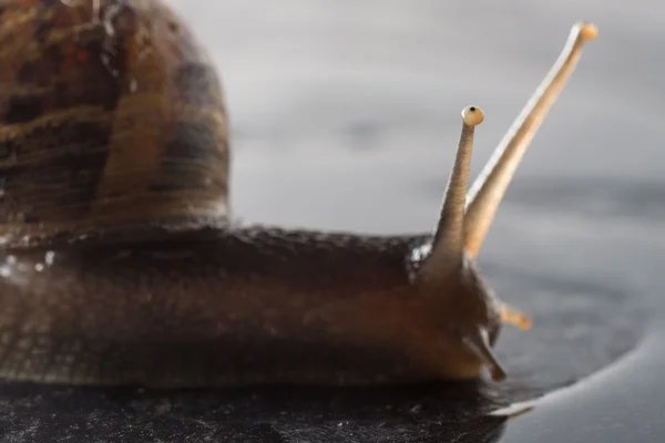 Escargot sur un rocher mouillé — Photo