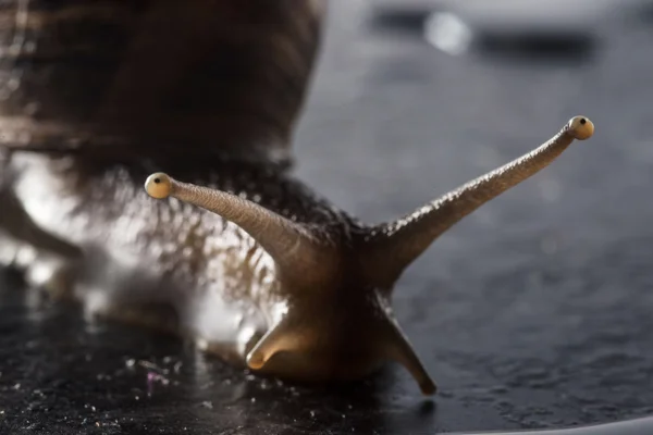 Escargot sur un rocher mouillé — Photo