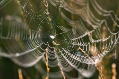 Çayırda örümcek ağı