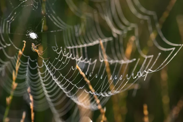 Teia de aranha no prado — Fotografia de Stock