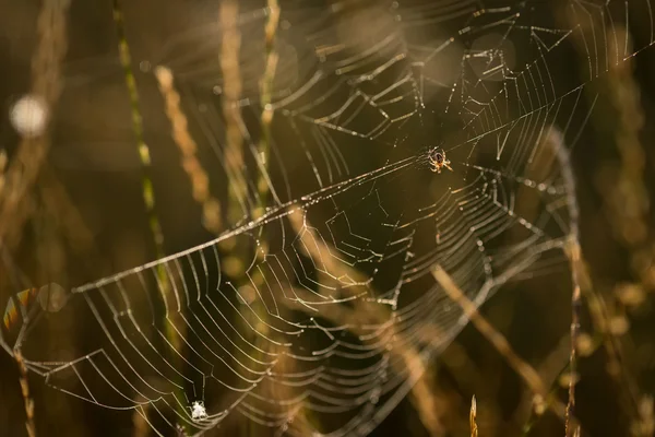 Teia de aranha no prado — Fotografia de Stock