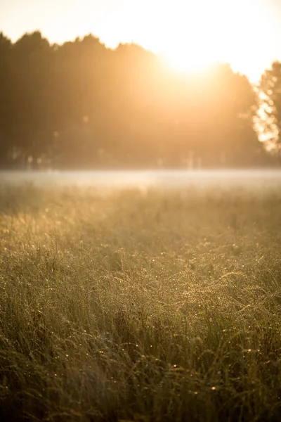 Prairie dans la brume du matin — Photo