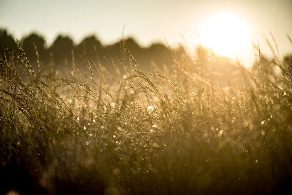 Prairie dans la brume du matin — Photo