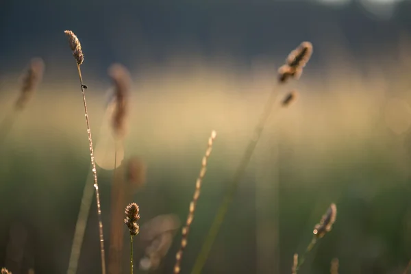 Prairie dans la brume du matin — Photo