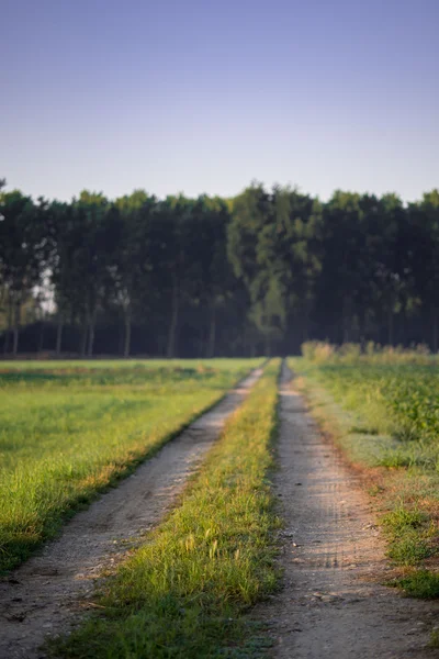 Um longo caminho arenoso entre os campos — Fotografia de Stock