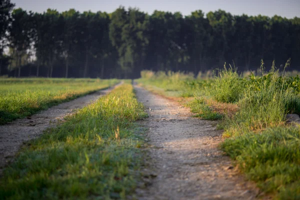 Um longo caminho arenoso entre os campos — Fotografia de Stock