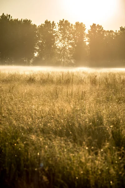 Meadow in morning mist — Stock Photo, Image