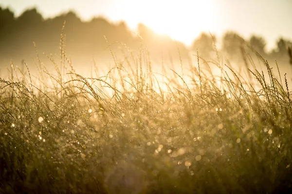 Meadow in morning mist Royalty Free Stock Photos