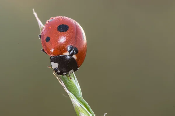 Mariquita se sienta en la floración — Foto de Stock