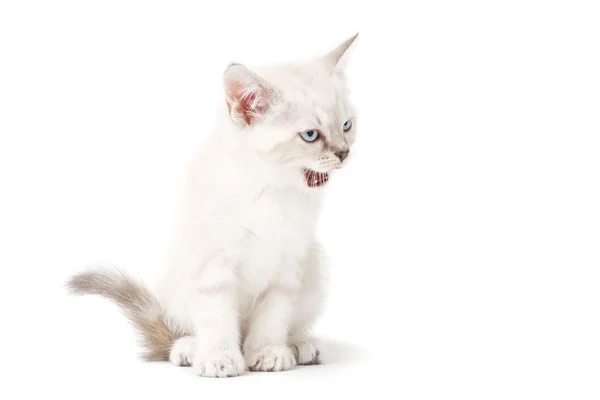 Roztomilé bílé kotě — Stock fotografie