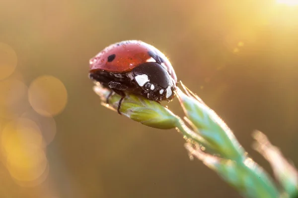 Mariquita se sienta en la floración — Foto de Stock