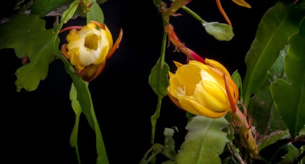 Opening bud of Epiphyllum — Stock Video