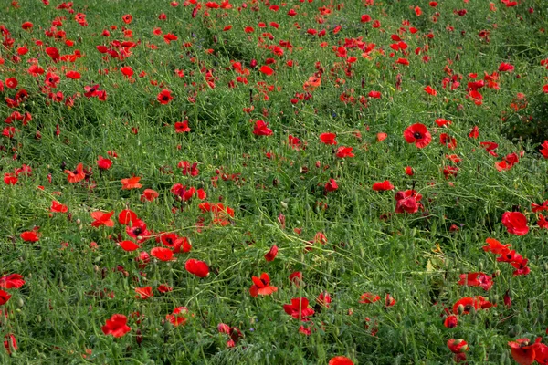 Campo di papavero rosso — Foto Stock