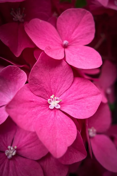 Hortênsia flores rosa — Fotografia de Stock