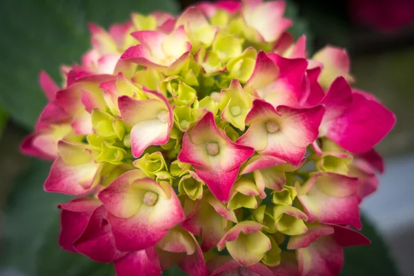 Hydrangea розовые и зеленые цветы — стоковое фото