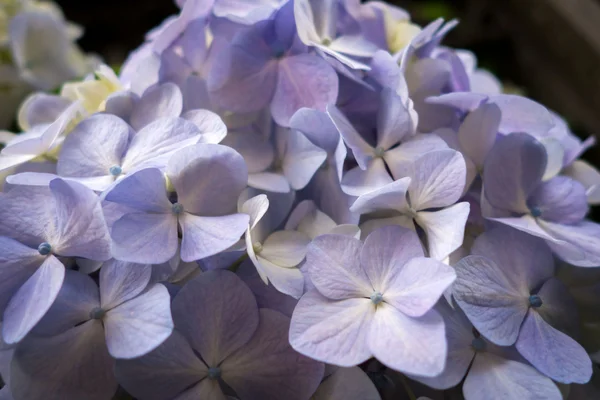 Hortênsia flores lilás — Fotografia de Stock