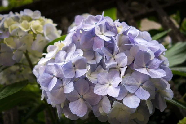 Hortênsia flores lilás — Fotografia de Stock