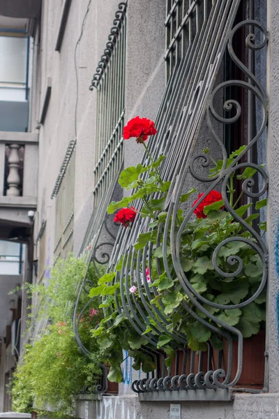 Edificio con flores en crecimiento — Foto de Stock