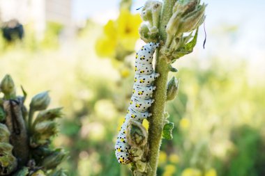 sığırkuyruğu güve tırtıl