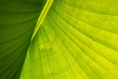 yeşil tropikal yaprak