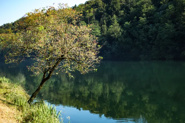 Lindo lago na floresta — Fotografia de Stock