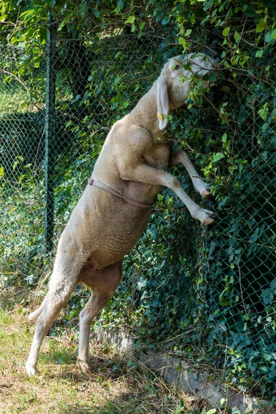 Schafe weiden die grünen Blätter — Stockfoto