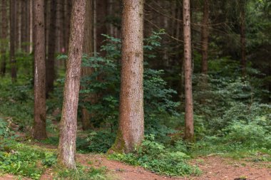 ormandaki ağaç gövdeleri