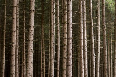 ormandaki ağaç gövdeleri