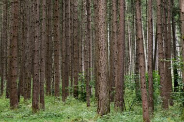 ormandaki ağaç gövdeleri