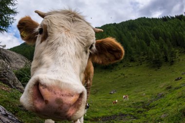 yeşil mera üzerinde inek