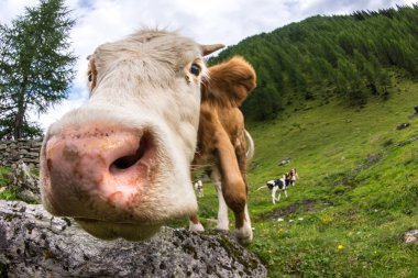 yeşil mera üzerinde inek