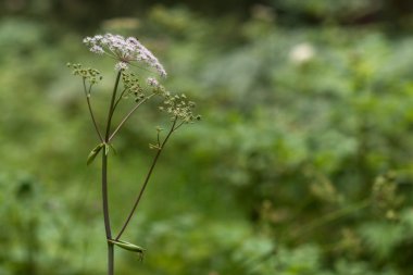 çiçekler güneşli