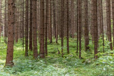 ormandaki ağaç gövdeleri