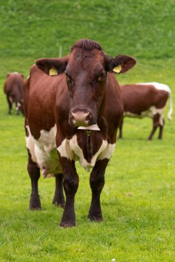 Sığır yeşil mera üzerinde