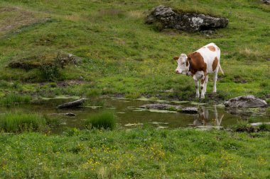 Sığır yeşil mera üzerinde