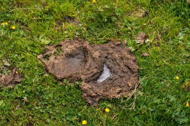 taze inek gübresi'nın bahçesinde