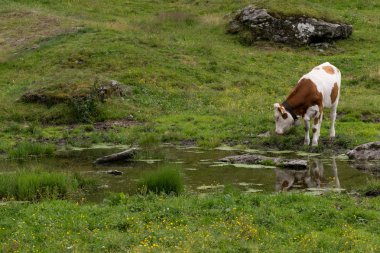 Sığır yeşil mera üzerinde