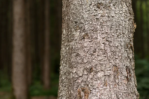 Tree trunks in forest — Stock Photo, Image