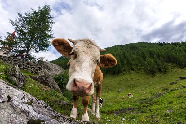 Vacca al pascolo verde — Foto Stock