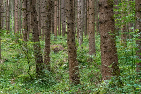 Trädstammar i skogen — Stockfoto
