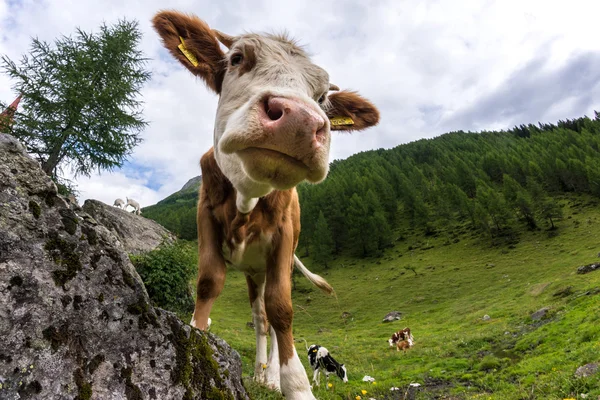 Vaca en pasto verde —  Fotos de Stock