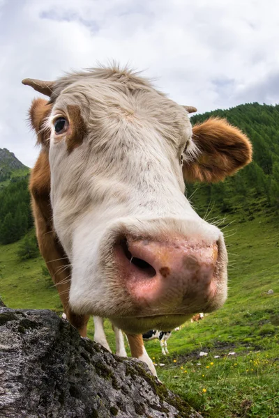 Krowa na zielonych pastwiskach — Zdjęcie stockowe