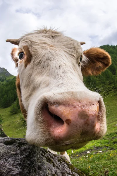 Vaca en pasto verde — Foto de Stock