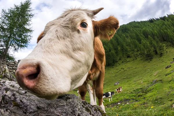 Vaca en pasto verde —  Fotos de Stock