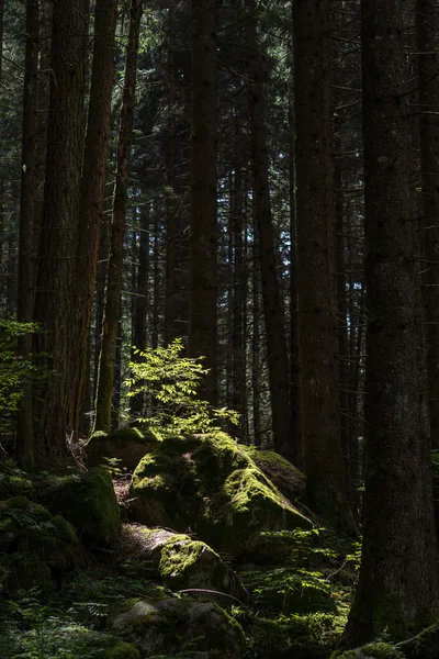 Troncos de árvore na floresta — Fotografia de Stock