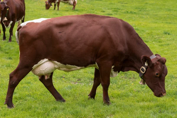 Rinder auf der grünen Weide — Stockfoto