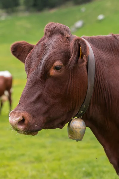 Kuh auf der grünen Weide — Stockfoto