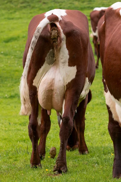 Rinder auf der grünen Weide — Stockfoto