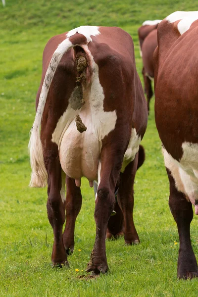 Rinder auf der grünen Weide — Stockfoto