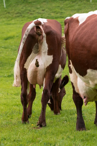 Zöld legelő szarvasmarhák — Stock Fotó